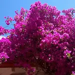 فندق مبيت وإفطار Facile كوستا ري